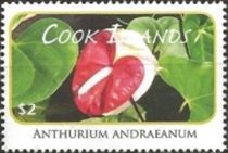 Anthurium andraeanum