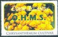 Chrysanthemum cultivar - Green Overprint