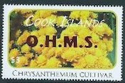 Chrysanthemum cultivar - Red Overprint