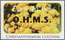 Chrysanthemum cultivar - Gold Overprint