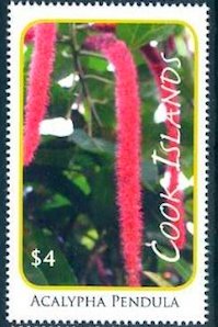 Acalypha pendula