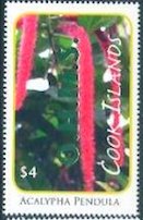 Acalypha pendula - Green Overprint