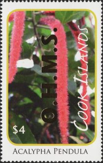 Acalypha pendula - Gold Overprint