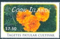 Tagetes patular cultivar