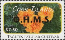 Tagetes patular cultivar - OHMS Overprint