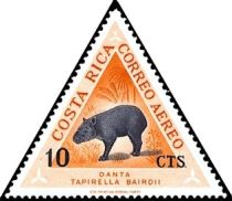 Central American Tapir (Tapirus bairdii)