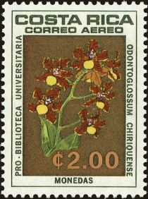 Odontoglossum coronarium