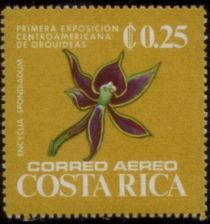 Encyclia spondiadum