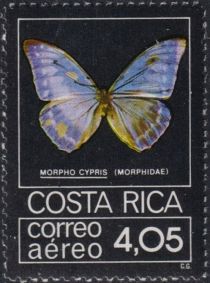 Cypris Morpho (Morpho cypris)