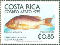 Mahogany Snapper (Lutjanus mahogony)