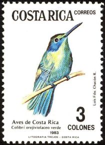 Lesser Violetear (Colibri cyanotus cabanidis)