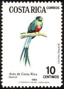 Resplendent Quetzal (Pharomachrus mocinno)