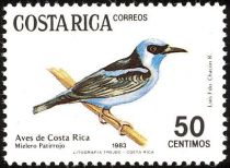 Red-legged Honeycreeper (Cyanerpes cyaneus)