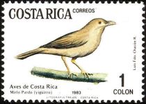 Clay-colored Thrush (Turdus grayi)