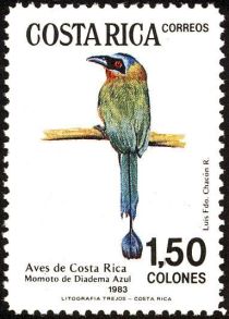 Blue-diademed Motmot (Momotus lessonii)