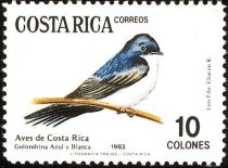 Blue-and-white Swallow (Pygochelidon cyanoleuca)