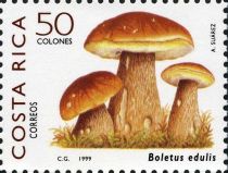 Boletus edulis