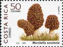 Morchella esculenta