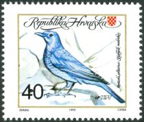 The Blue Rock Thrush (Monticola solitarius)