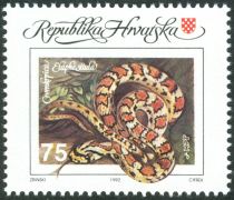 Leopard Snake (Elaphe situla)