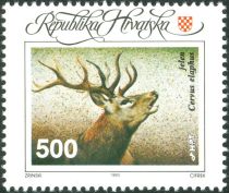 Red Deer (Cervus elaphus)