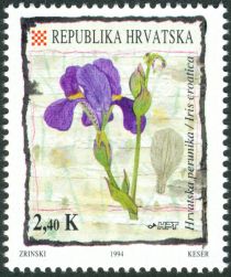 Iris croatica