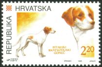 Istrian Short-haired Hunting Dog (Canis lupus familiaris)