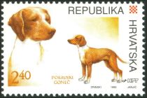 Posavinian Hunting Dog (Canis lupus familiaris)