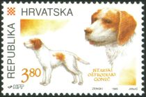 Istrian Wire-haired Hunting Dog (Canis lupus familiaris)