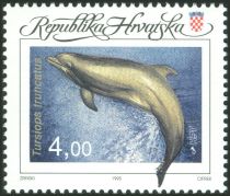 Common Bottlenose Dolphin (Tursiops truncatus)