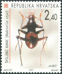 Cave Beetle (Radziella styx)