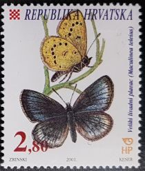 Scarce Large Blue (Maculinea teleius)