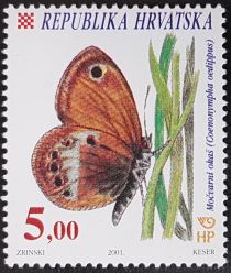 False Ringlet (Coenonympha oedippus)