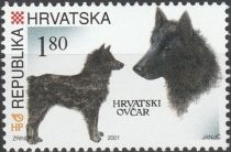 Croatian Sheepdog (Canis lupus familiaris)