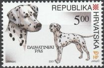 Dalmatian (Canis lupus familiaris)