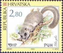 Edible Dormouse (Glis glis)