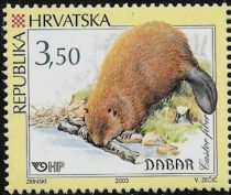 European Beaver (Castor fiber)