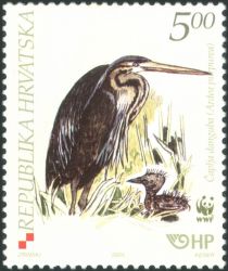 Purple Heron (Ardea purpurea)