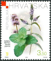 Peppermint - Mentha piperita (L.) HUDS.