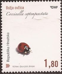 Seven-Spot Ladybird (Coccinella septempunctata)