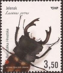 Stag Beetle (Lucanus cervus)