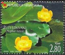 Yellow Pond Lily (Nuphar lutea)