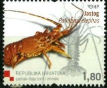 European Spiny Lobster (Palinurus elephas)