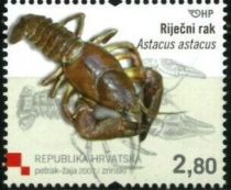 European Crayfish (Astacus astacus)