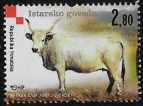 Istrian Cattle (Bos primigenius taurus)