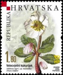 Helleborus niger