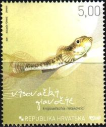 Visovac Goby (Knipowitschia mrakovcici)