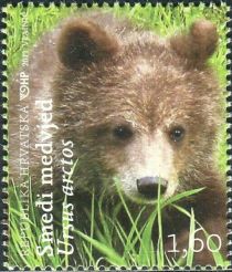 Brown Bear (Ursus arctos)