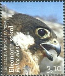 Eleonora's Falcon (Falco eleonorae)