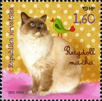 Ragdoll Cat (Felis silvestris catus)